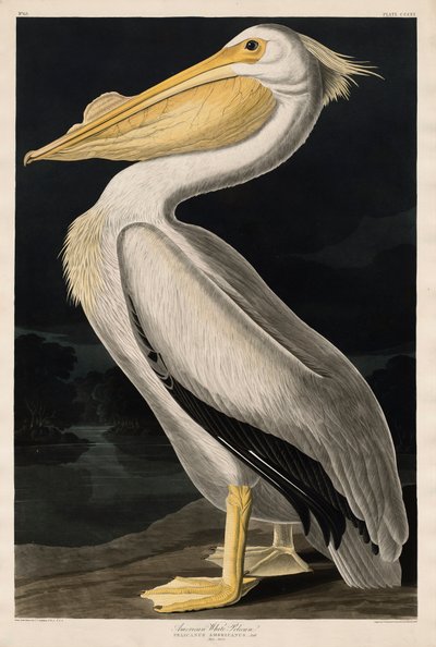Pelicano branco americano, 1836 de John James Audubon